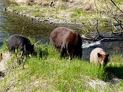 Photograph of Mendenhall Glacier bears