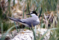 Photo of an Aleutian tern