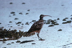 Photo of a bristle-thighed curlew