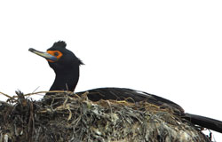 Photo of a red-faced cormorant