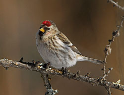 Photo of a redpoll