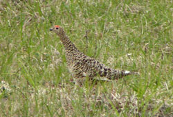 Photo of a rock ptarmigan