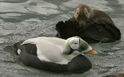 Photo of a spectacled eider