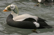 spectacled eider