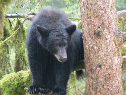 Black bear