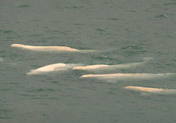 Photo of a beluga whale