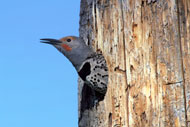 Northern flicker