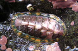 Photo of a chiton