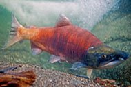 Sockeye salmon