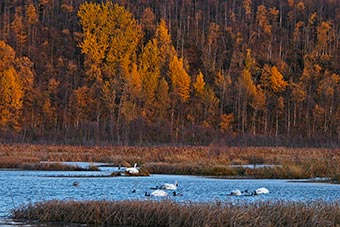 Potter Marsh in Southcentral Alaska