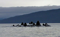 Humpback whales