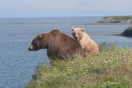 Brown bears