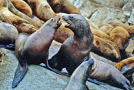 Sea lions