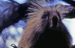 Photo of a porcupine