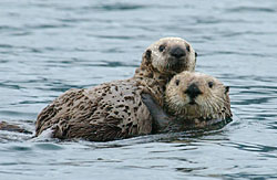 Photo of two sea otters