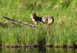 Photo of a wolf