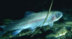 Photo of a steelhead