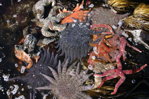 Photo of a tidepool