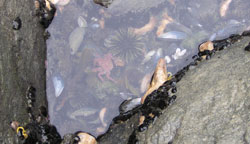 Various sea creatures in tidepool