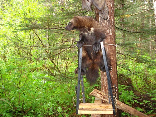 Wildlife Viewing - Signs of Animal Alarm, Alaska Department of Fish and Game