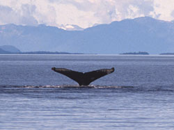 Humpback whale fluke