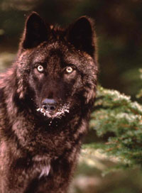 Wolf — Wildlife Viewing, Alaska Department of Fish and Game