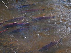 Spawning salmon