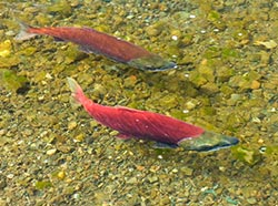 Wildlife Viewing - Signs of Animal Alarm, Alaska Department of Fish and Game