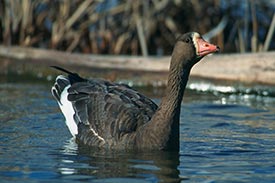 White-fronted Goose