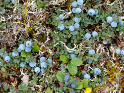 Blueberry patch