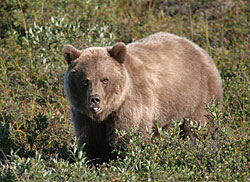 Photo of a grizzly bear