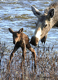 Moose and calf