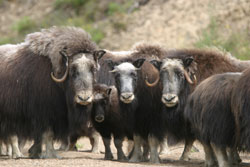 Group of muskox