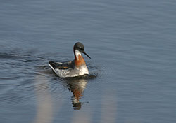 Photo of a red-necked phalarope