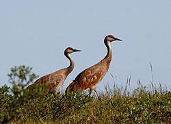 Photo of sandhill cranes