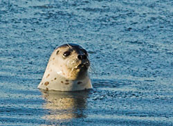 Seal poking its head out of the water