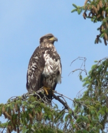 photo of Zimovia Strait area wildlife