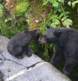 photo of Anan Wildlife Observatory area wildlife