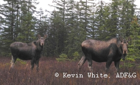 photo of Gustavus Forelands area wildlife