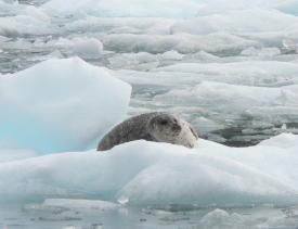 photo of Leconte Bay area wildlife