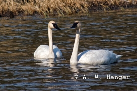 photo of Trumpeter Swan Observatory area wildlife