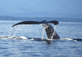 photo of Whale Watching area wildlife