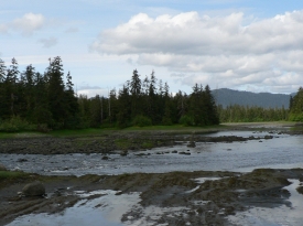 photo of Blind River Rapids Trail area wildlife