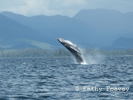 photo of Waters near Craig area wildlife