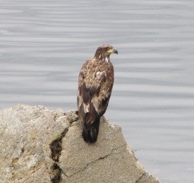 photo of Turnaround Park and New Thomsen Harbor area wildlife