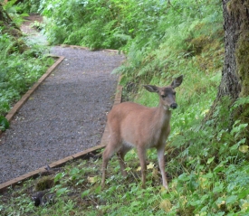 photo of Gravelly Creek area wildlife