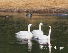 photo of Big Salt Lake area wildlife