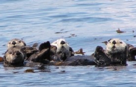 photo of Sitka Sound area wildlife