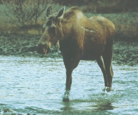 photo of Chilkat River area wildlife