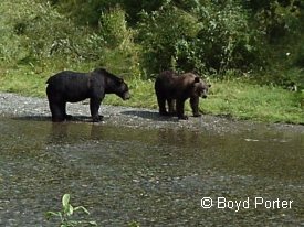 photo of Hyder area wildlife